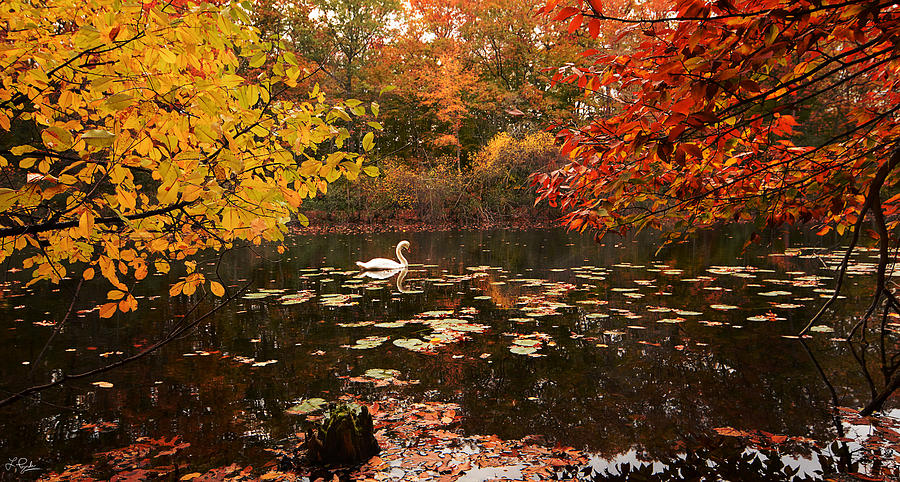 Delightful Autumn Photograph by Lourry Legarde
