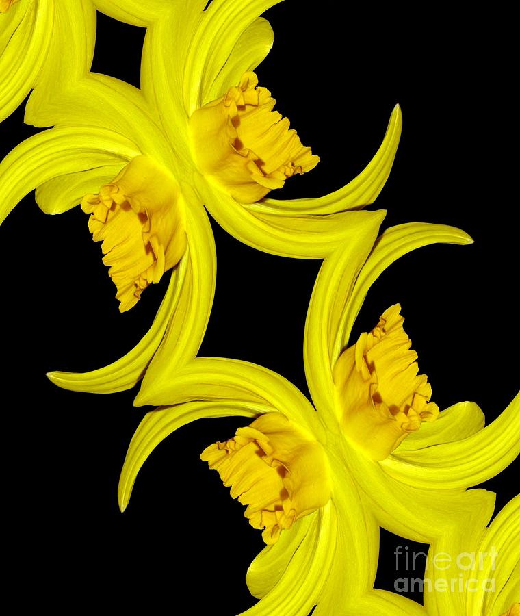 Delightful Daffodil Abstract Photograph by Rose Santuci-Sofranko