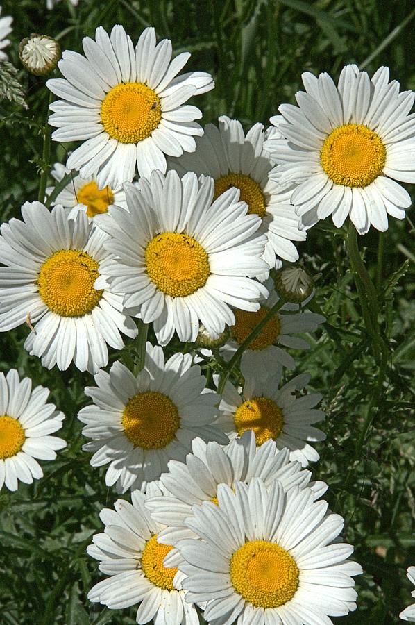 Delightful Daisies Photograph by Valerie Kirkwood