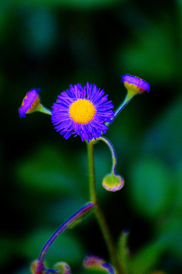Delightful Flower Photograph by Tamara Michael