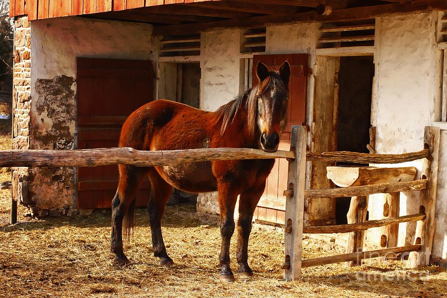 Delightful Horse Photograph by Marcia Lee Jones