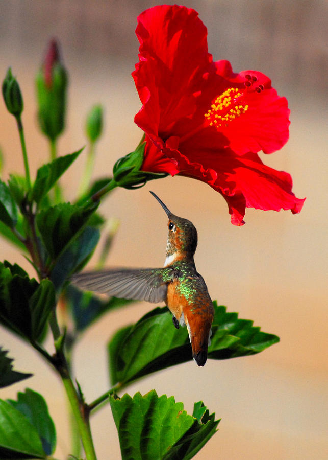 Hummingbird Photograph - Delightful Hummer by Lynn Bauer
