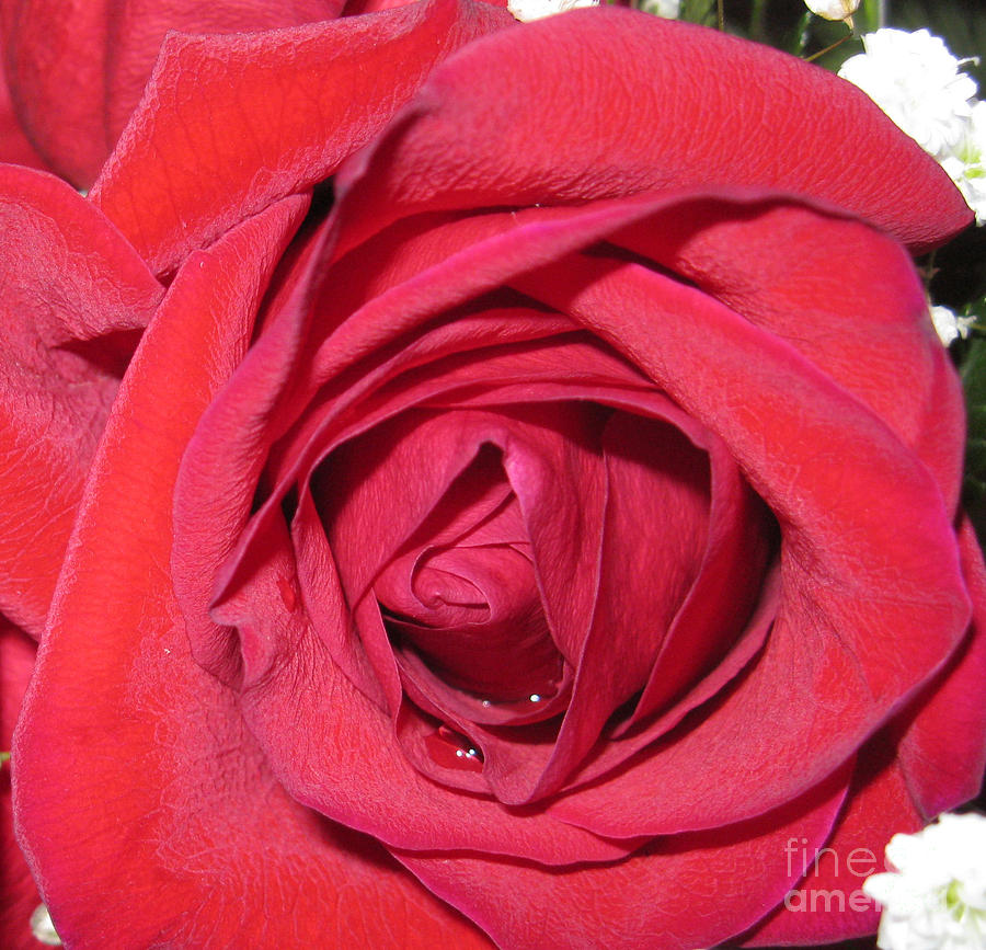 Delightful Rose. SPECIAL... Photograph by Oksana Semenchenko