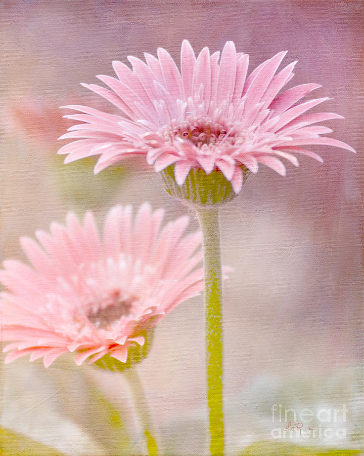 Delightfully Pink Photograph by Betty LaRue