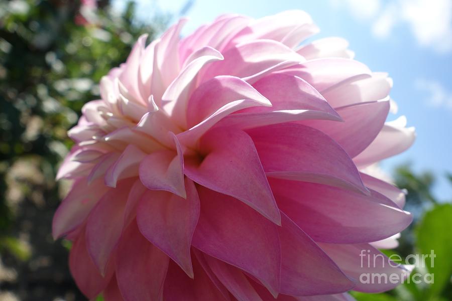 Nature Photograph - Delightfully Pink by Jacqueline Athmann
