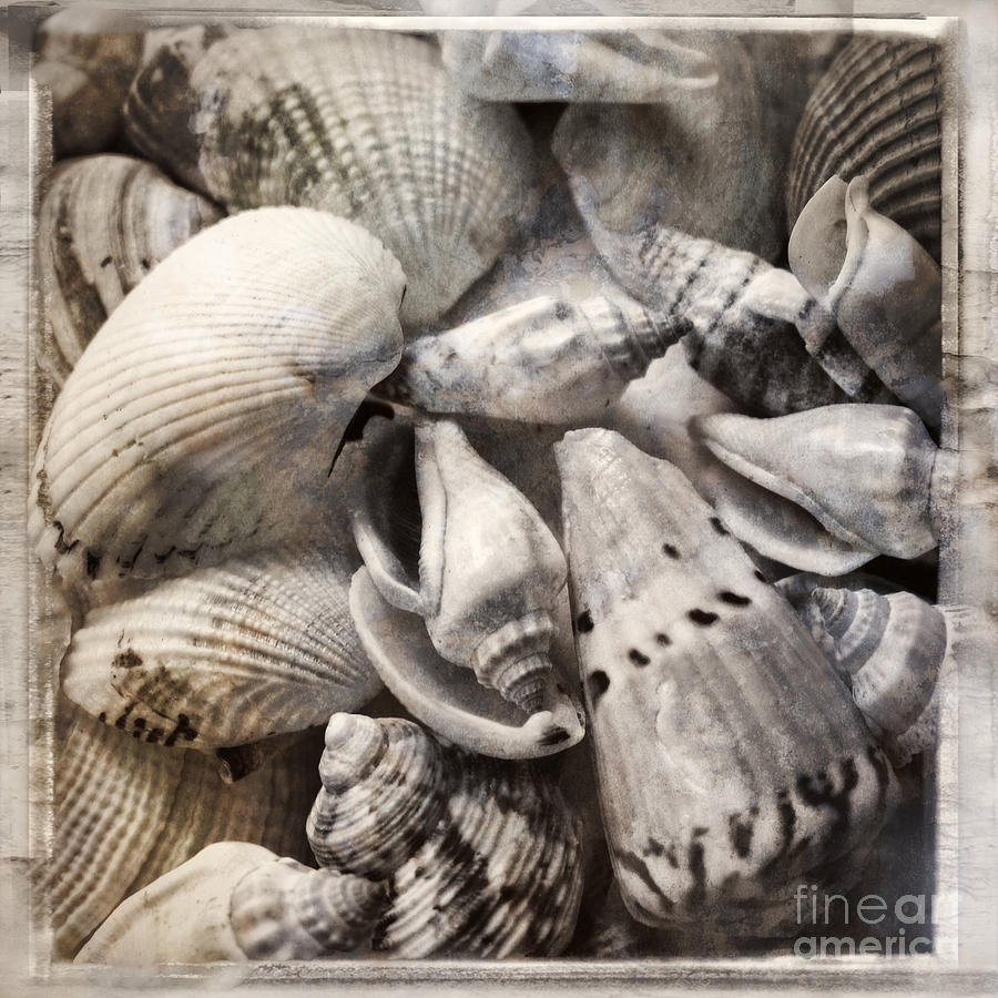 Shell Photograph - Delivered by the Sea by Ella Kaye Dickey