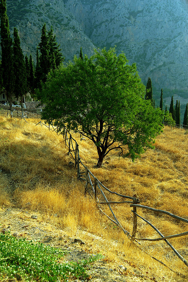 Delphi Countryside Photograph by Rick Shea