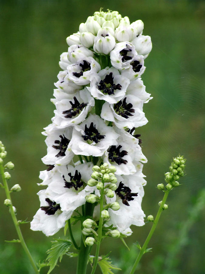 Delphinium magic Fountains White Photograph by Ian Gowland/science Photo Library