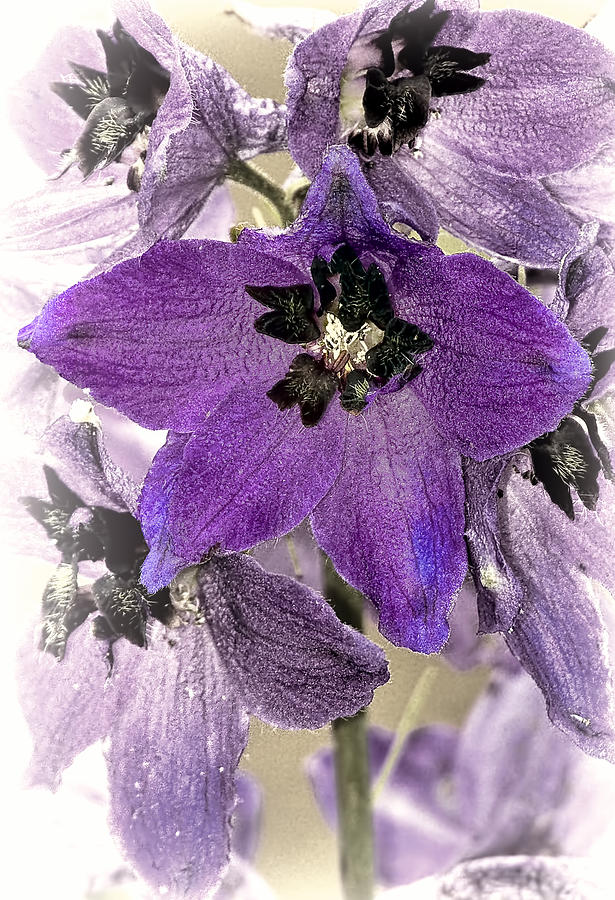 Flower Photograph - Delphinium purple by Marcia Colelli