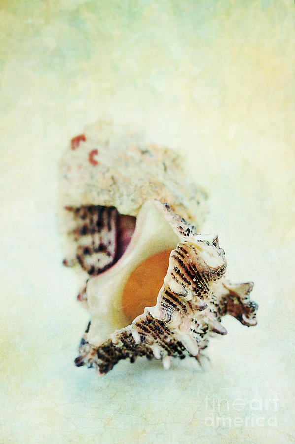 Delphinula Sea Shell Photograph by Stephanie Frey