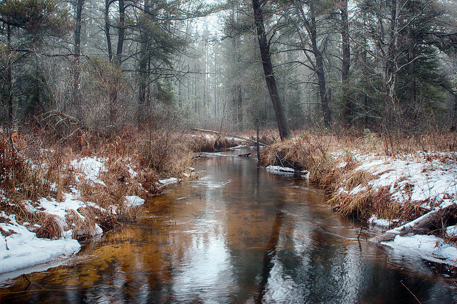 Tree Photograph - Delta Creek in Winter by Larry McGahey