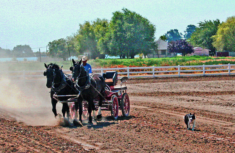 Delta Draft Horses  and a Collie Photograph by Joseph Coulombe