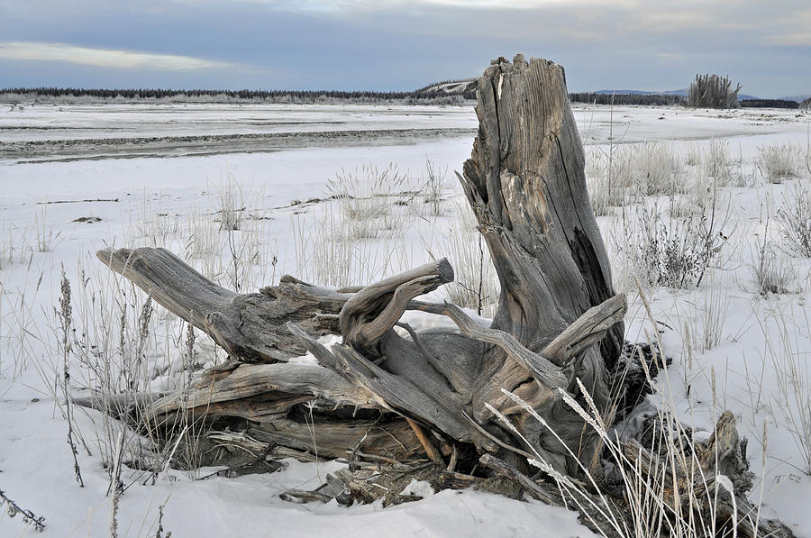Delta River Driftwood Photograph by Cathy Mahnke