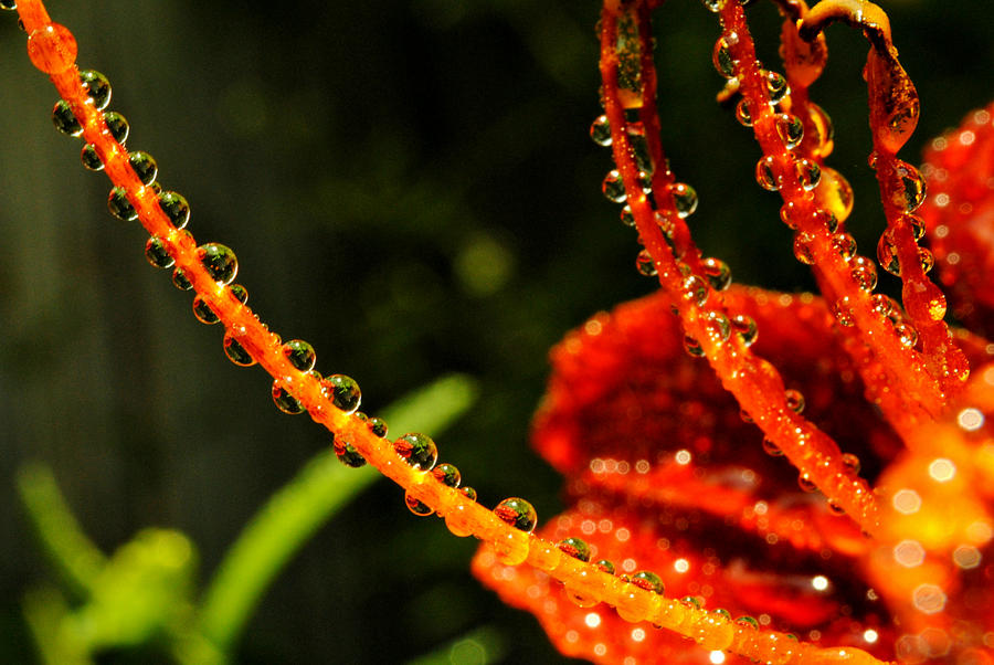 Deluge of Water Drops Photograph by Kelly Nowak
