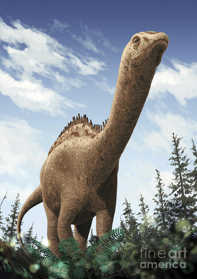 rebbachisaurid