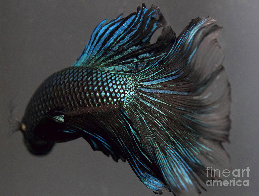 Fish Photograph - Demons by Jennifer Gaida