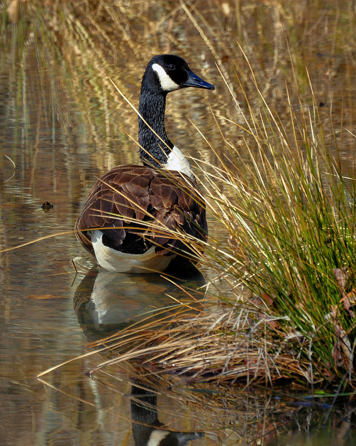 Demure Canada Goose - 2009c5818e Photograph by Paul Lyndon Phillips ...