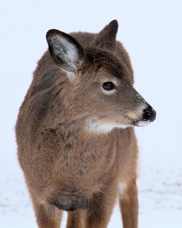 Demure Deer Photograph by Doris Potter