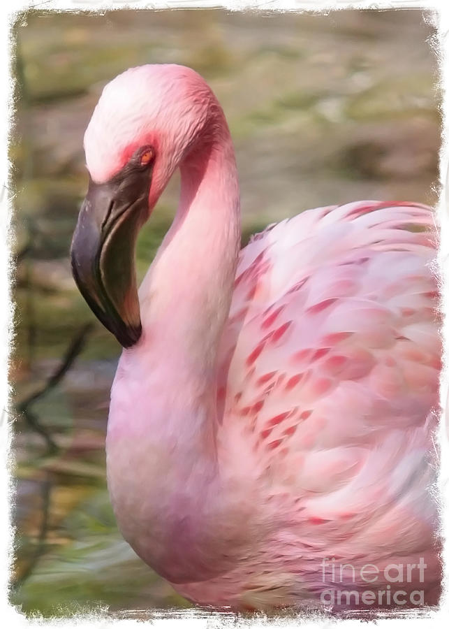 Demure Flamingo - Digital Art Photograph by Carol Groenen