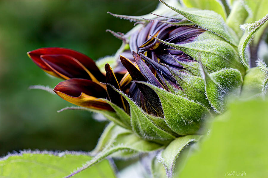 Sunflower Photograph - Demure by Heidi Smith