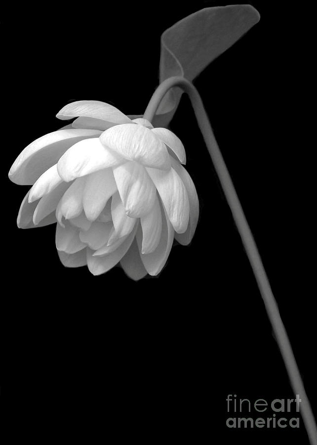 Black And White Photograph - Demure Lotus by Sabrina L Ryan