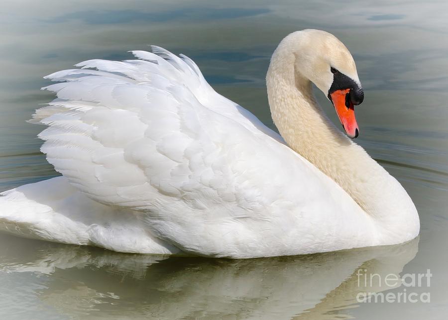 Demure Swan Photograph by Carol Groenen