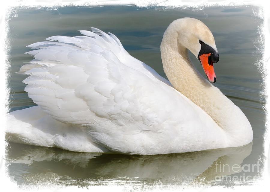 Swan Photograph - Demure Swan with Textured Border by Carol Groenen
