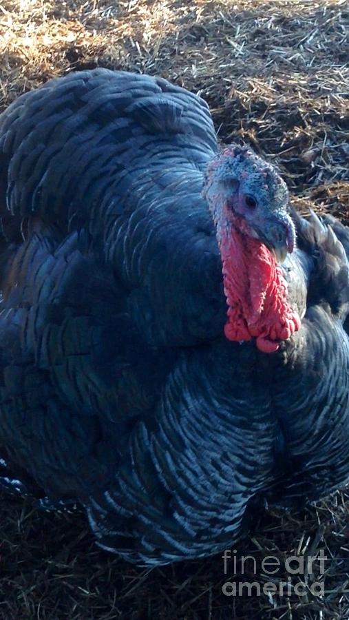 Demure Turkey Photograph by Susan Garren