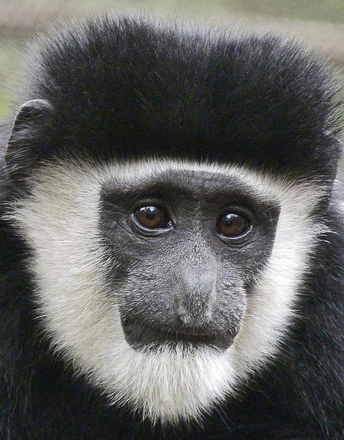 Wildlife Photograph - Demure Young Black And White Colobus by Margaret Saheed