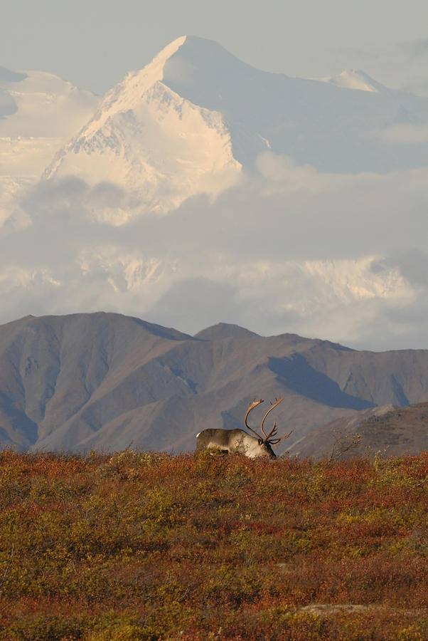 Denali and Caribou Bull Photograph by David Drew