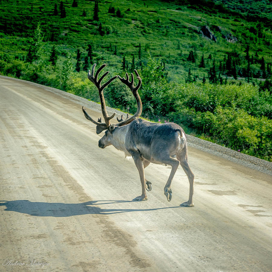 Denali Caribou Photograph by Andrew Matwijec