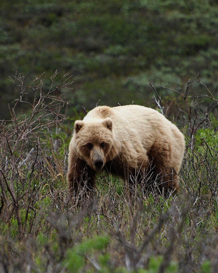 Denali Grizzly Bear Photograph