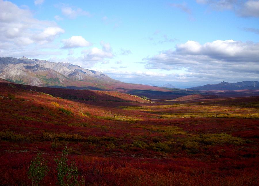 Denali National Park Photograph - Denali in the Autumn by Terri Waselchuk