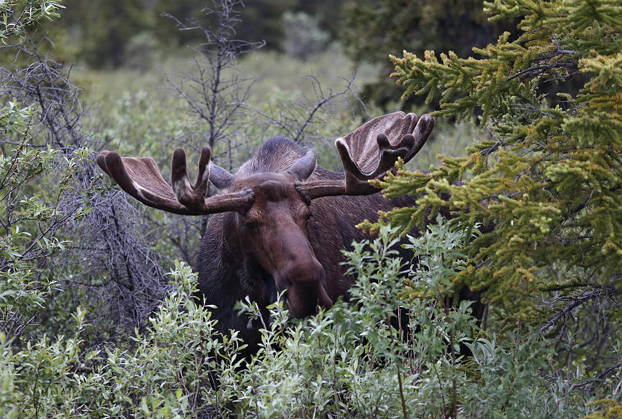 Denali Moose Photograph by Jean Clark