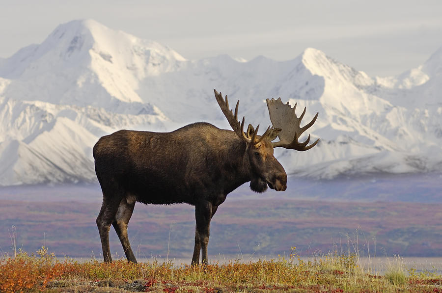 Denali Moose Photograph by Steven Kazlowski
