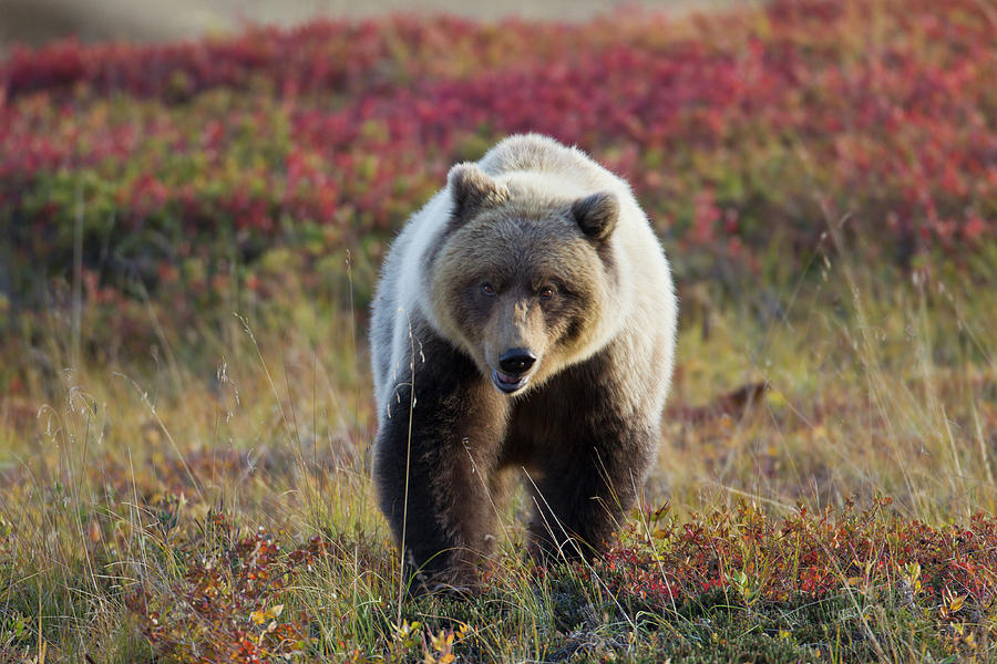 Denali National Park, Alaska, A Male Photograph by Hugh Rose - Fine Art ...