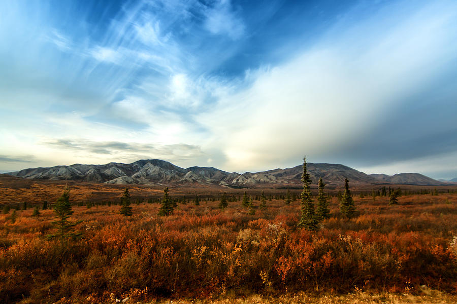 Denali National Park Photograph by Lauri Novak