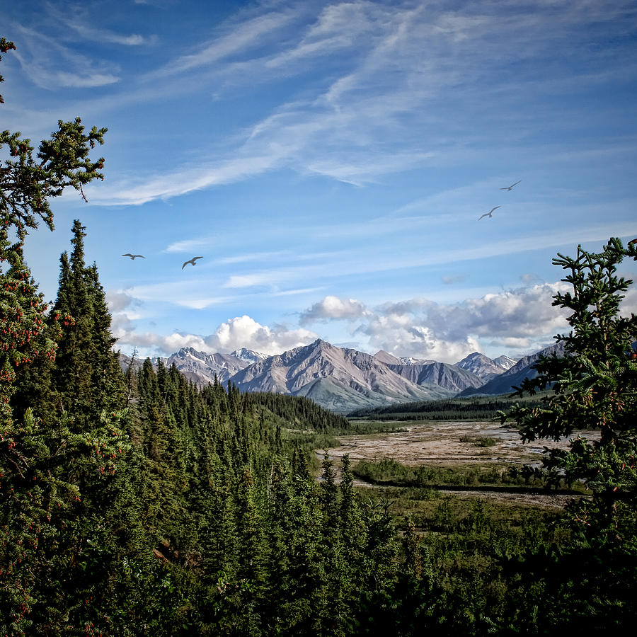 Denali Valley Photograph by Heather Applegate