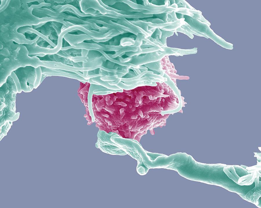 Dendritic Cell And Lymphocyte Photograph by Dr Olivier Schwartz, Institute Pasteur/ Science Photo Library