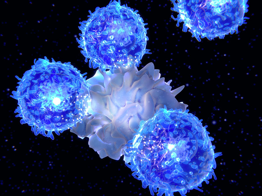 Dendritic Cell And T-lymphocytes Photograph by Juan Gaertner