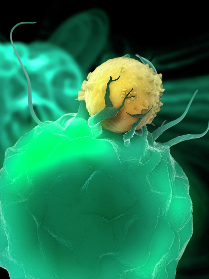 Dendritic Cell Photograph by Ramon Andrade 3dciencia/science Photo Library