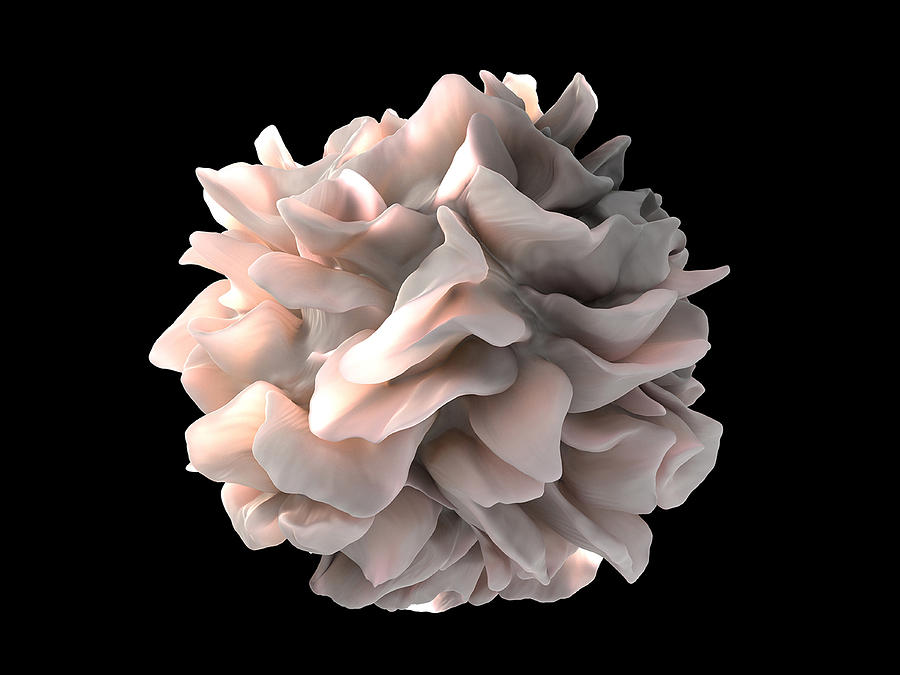 Dendritic Cell Photograph by Science Source