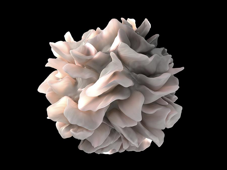 Dendritic Cell Photograph - Dendritic cell, SEM by Science Photo Library