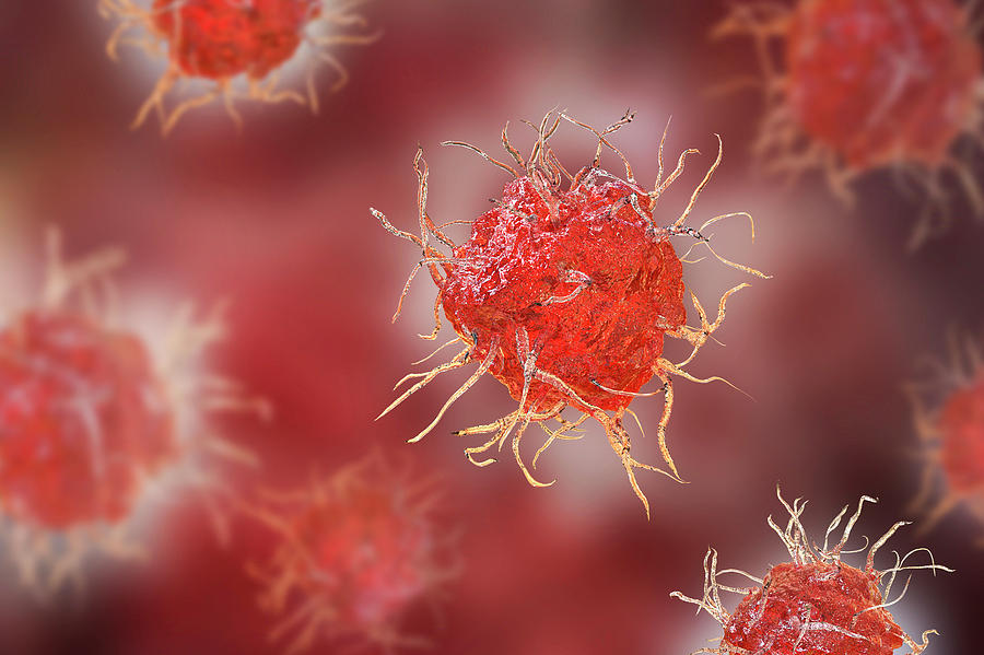 Dendritic Cells Photograph by Kateryna Kon/science Photo Library