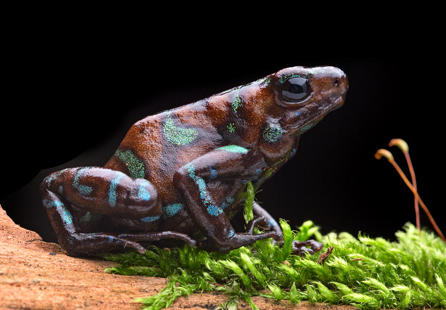 Frog Photograph - Dendrobates auratus Camouflage by Dirk Ercken
