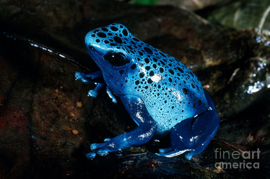 Dendrobates Azureus From French Guiana Photograph by Gregory G. Dimijian