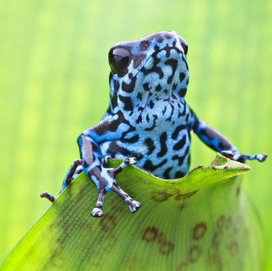 Dendrobates pumilio Colubre Photograph by Dirk Ercken