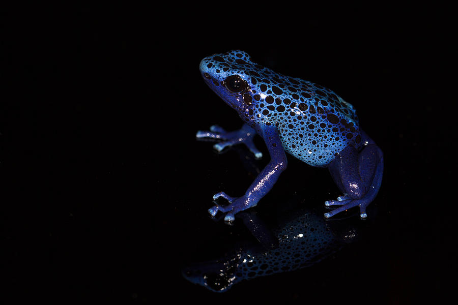 Dendrobates tinctorius Photograph by JP Lawrence - Fine Art America