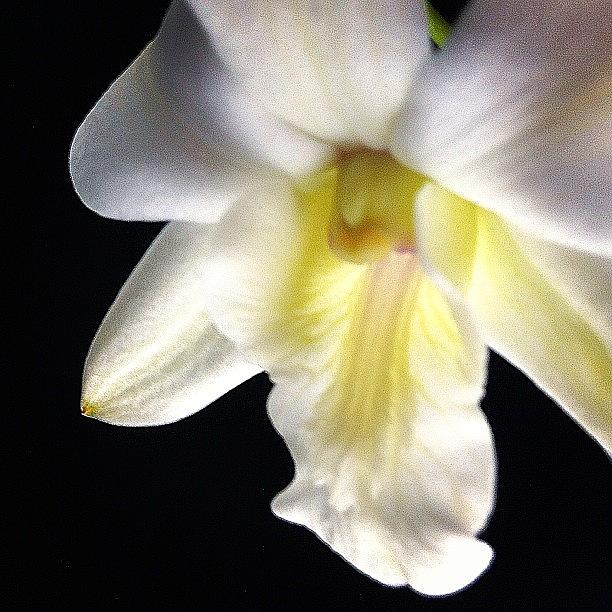 Orchid Photograph - Dendrobium #flower #orchid #floral by Art Barker