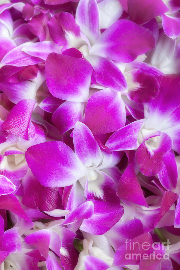 Dendrobium Purple Orchids Photograph By Roberto Morgenthaler Fine Art America 9857